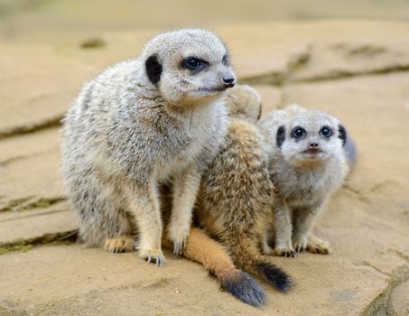 Meerkat mother and babies looking alert