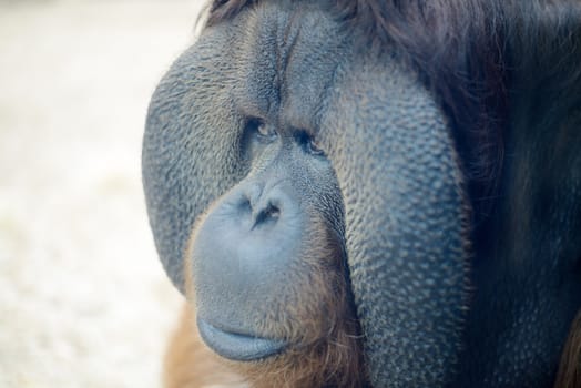 Orangutan closeup of face looking sad