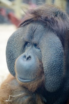 Orangutan head and face closeup looking away