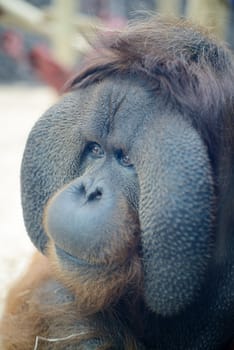 Orangutan closeup of head and face looking happy