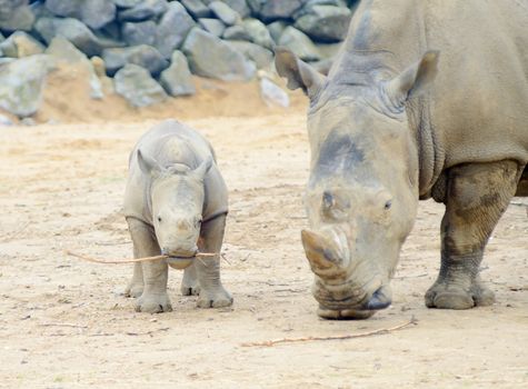 Baby rhinoceros playing with stick and mother protective