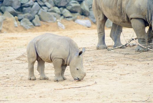 Baby rhinoceros feeding with mother in background