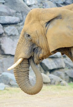 Closeup profile of elephant eating grass