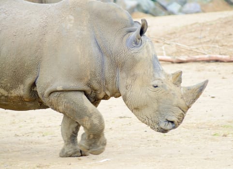 Rhinoceros profile running fast or charging