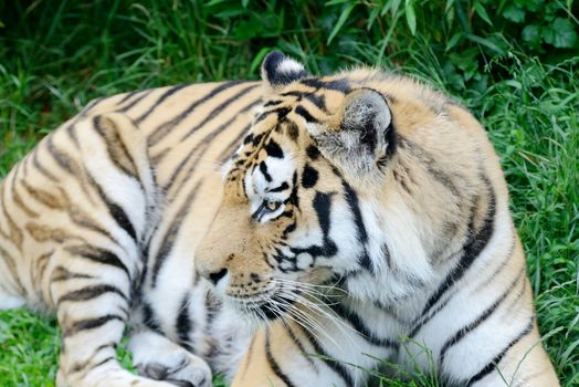 Tiger laying in long grass looking alert and dangerous showing fur detail 