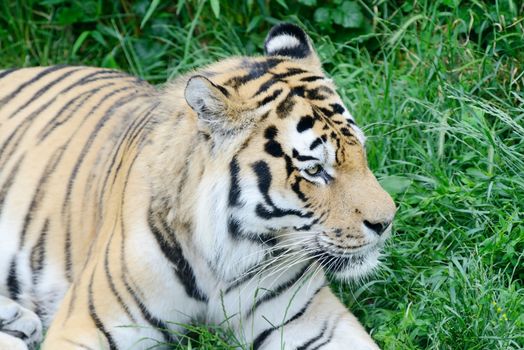 Tiger laying on the grass looking alert