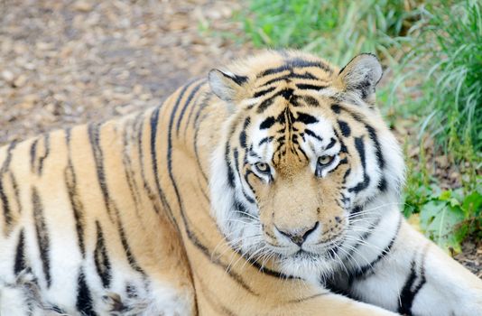 Tiger close-up showing fur deatil and stripes