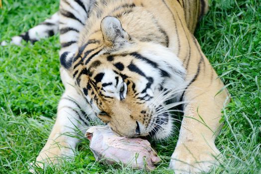 Happy sumatran tiger eating large lump of meat