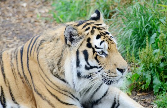 Tiger profile close-up watching and alert