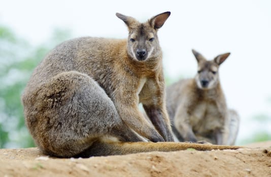 Two wallabies sitting and resting showing fur detail
