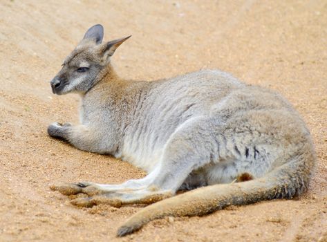 Wallaby laying on the ground having a rest looking sleepy