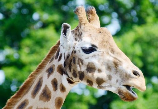 Giraffe head profile closeup chewing food on a sunny day