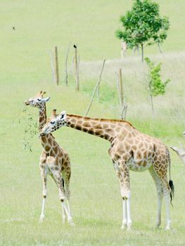 Giraffe mother feeding with baby on grassland
