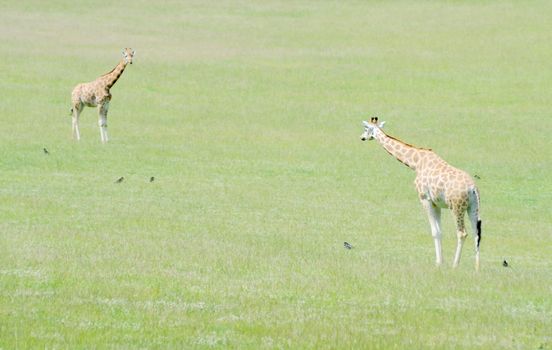Two giraffes on grassland with some black birds for company