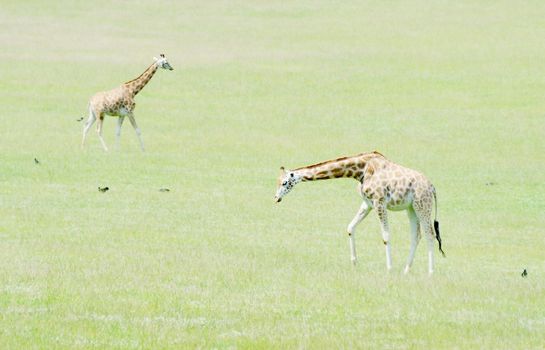 Two giraffe on a sunny day walking on grass