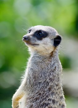 Meercat close-up upright looking alert and ready for danger