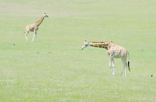 A pair of giraffe in the sunshine on grassland