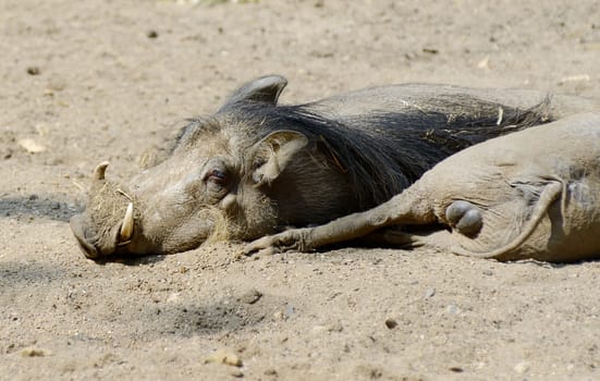 Two warthogs relaxing in mud on a sunny day closeup