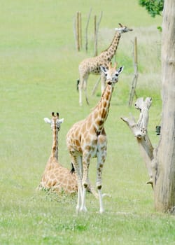 Young giraffe with mother and father in the background