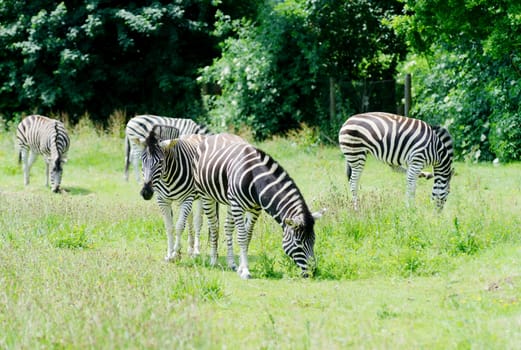 A herd of zebra eating grass on a sunny day