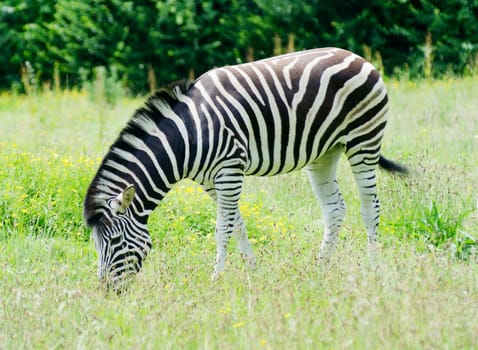A lone zebra is grazing in long grass on a sunny day