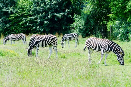 Herd of zebra grassing on grassland in sunshine