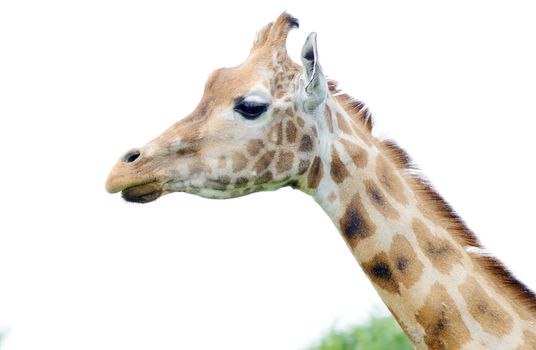 Giraffe closeup profile of head showing fur pattern detail