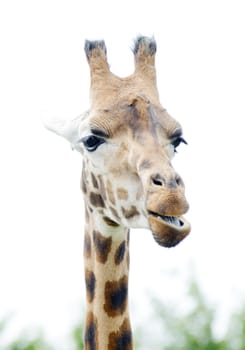 Giraffe closeup of hean and neck detail chewing food