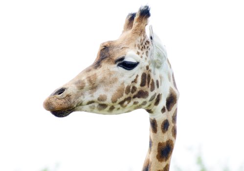 giraffe head in profile close showing fur spotted pattern detail