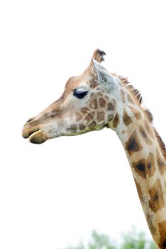 Giraffe closeup in profile shows fur pattern detail