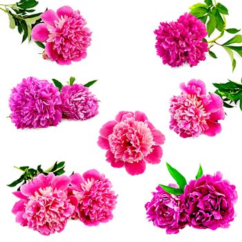 Set of pink peonies with green leaves isolated on white background