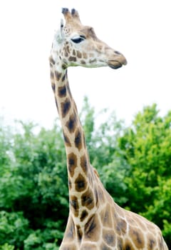 Giraffe closeup showing neck and head detail with spotted  pattern