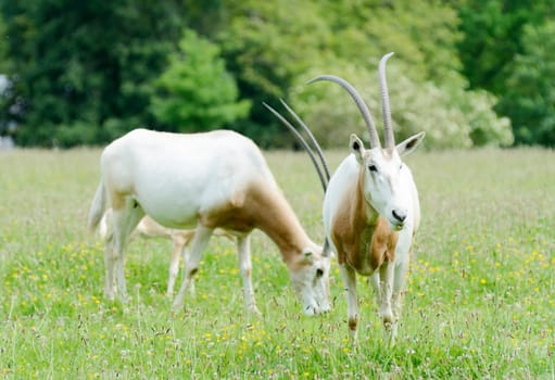 Two scimitar horned oryx grazing on grass on a sunny day