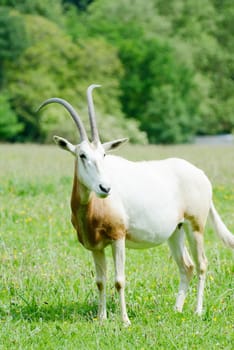scimitar horned oryx alone in a grassland looking alert