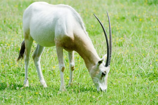 A lone scimitar horned oryx grazing on grass on a sunny day