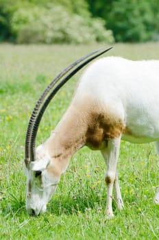 Scimitar horned oryx closeup profile of head eating grass
