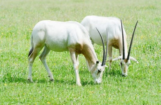 Two scimitar horned oryx eating grass together in sunshine