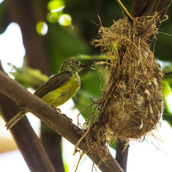 Bird (Olive-backed Sunbird) feeding new born chicks