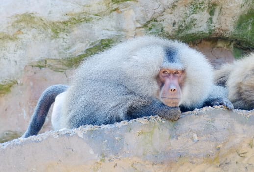 A lone baboon laying on a rock looking and watching