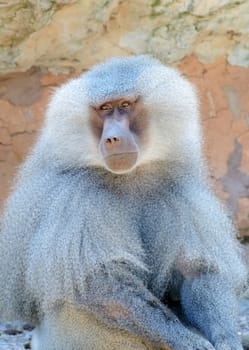 Baboon male closeup showing fur detail sitting on a rock