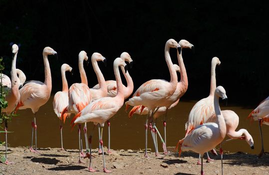 Pink flamingos in a group on a sunny day looking vibrant