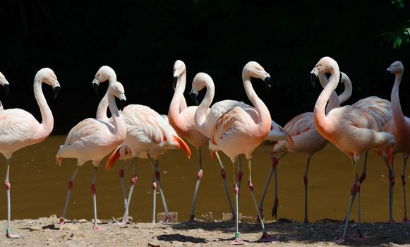 Pink flamingos in a group by water on a sunny day