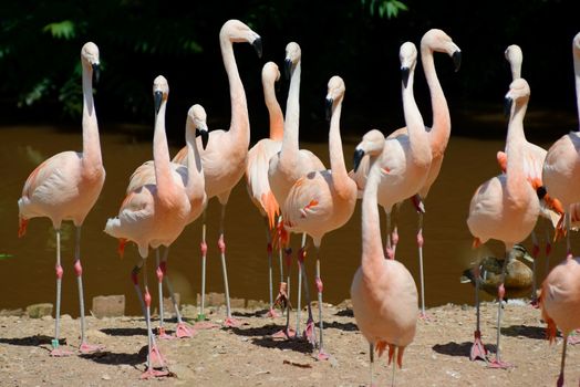 A group of flamingos standing on an island close to water on a sunny day