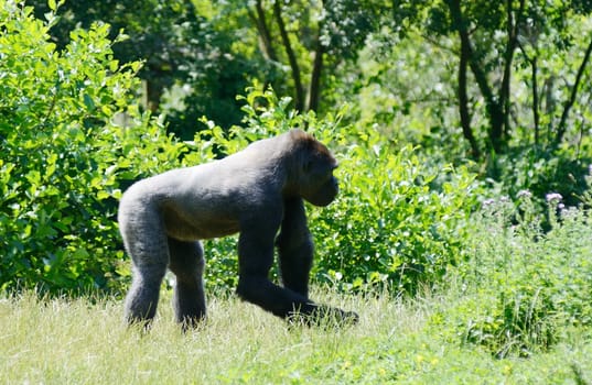 A lone young silverback gorilla in bright sunshine