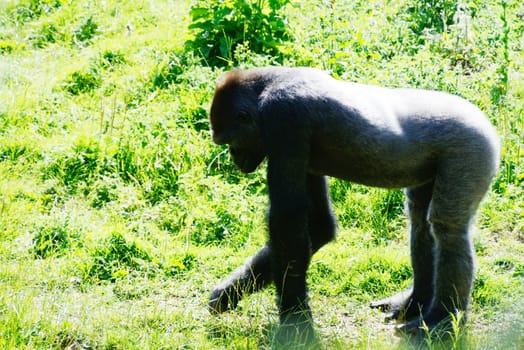 A lone young male gorilla on all fours looking for food on a sunny day