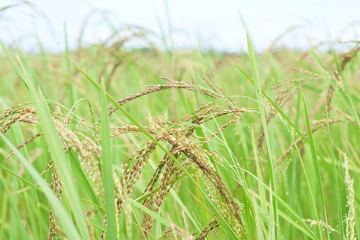 Paddy Rice, Thailand