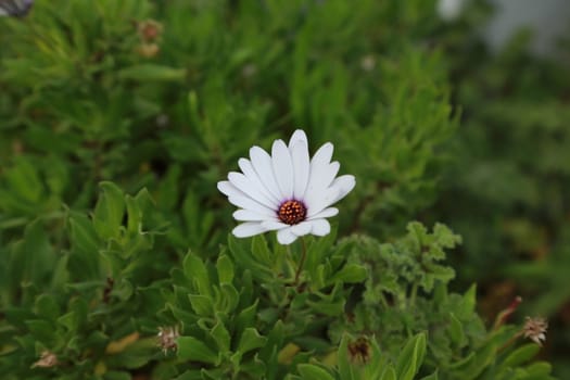 Osteospermum fructicosum is a genus of flowering plants belonging to the Calenduleae, one of the smaller tribes of the daisy family Asteraceae.