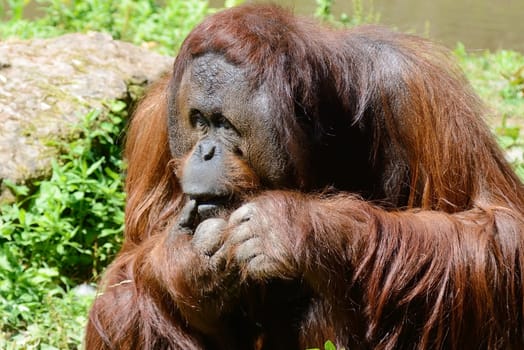 Alone male orangutan with long orange hair sitting on an island in bright sunshine