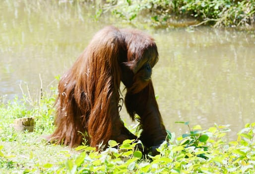 A lone male hairy orangutan walking on an island on a sunny day