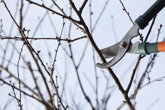 Spring cleaning in the garden using pruning scissors